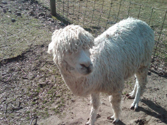 Alpaca with Beatle haircut.