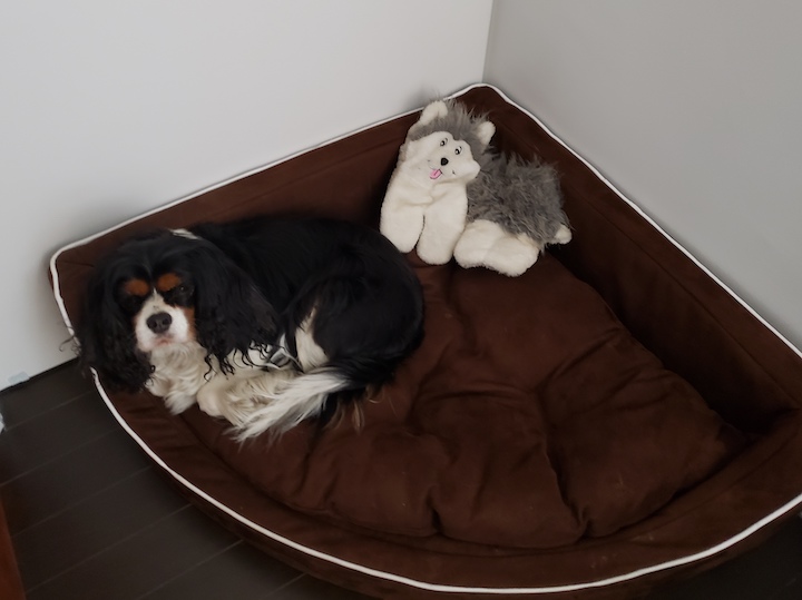 Winston the Puppy (left) with Miss Puss