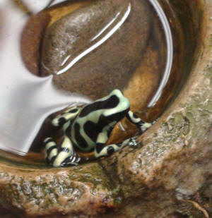 Another frog, this time a small one on the edge of a saucer