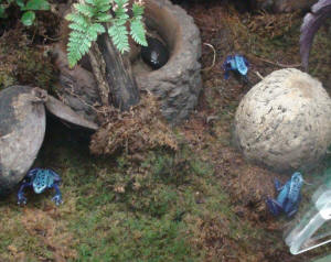 Three tiny little blue frogs