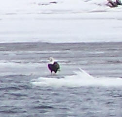 Bald eagle on the ice in the Connecticut River near Essex