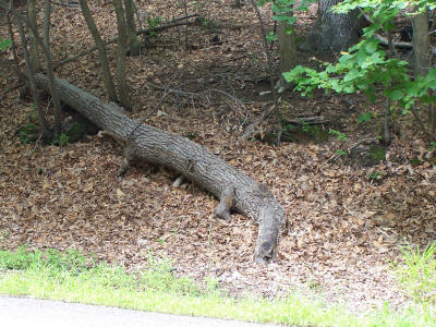 The alligator tree revealed by daylight