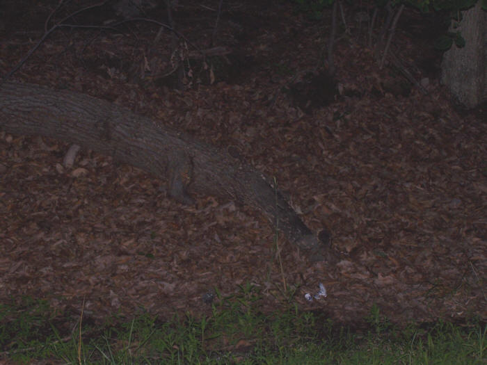 The alligator tree at night