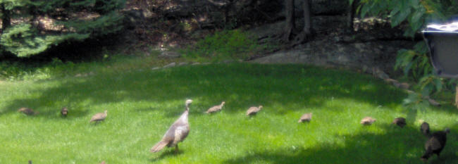 Foraging turkeys of the large and small persuasion