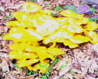 Mystery bright yellow fungi closeup.