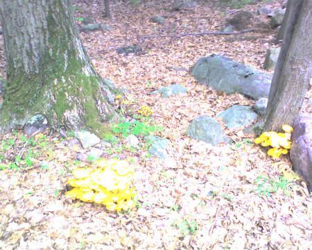 Mystery bright yellow fungi