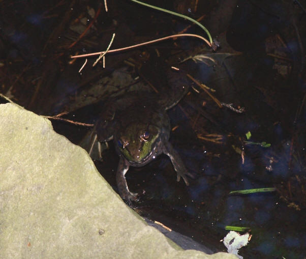 My frog in my pond.  Very menacing!