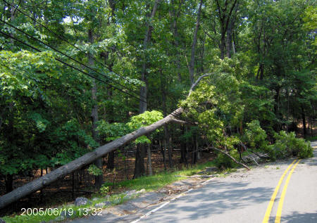 Photo of tree that fell on a power line