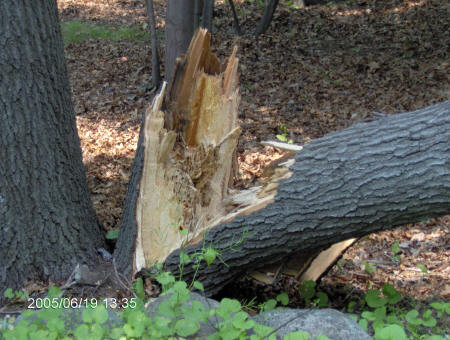 Photo of tree snapped at base