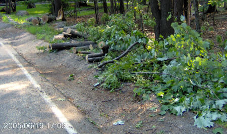 The tree is mightier than the pole, but no match for the chainsaw