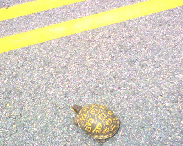 Turtle in the middle of the road