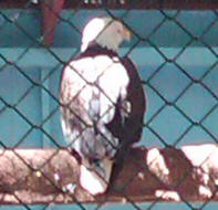 Bald eagle at the Raptor Trust, New Jersey