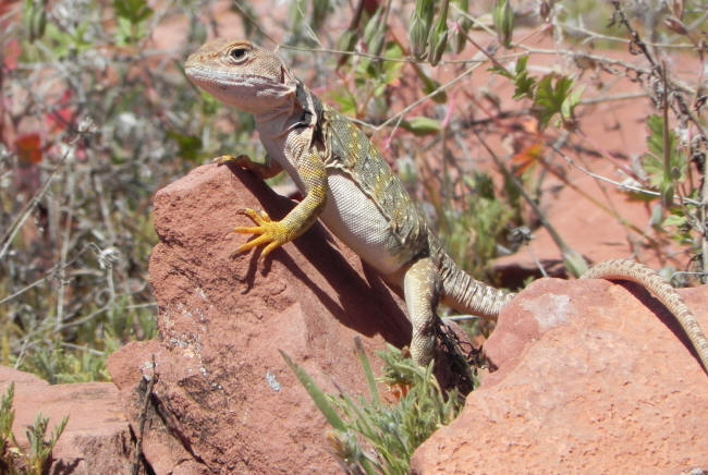 Anole lizard in the red rocks of Sedona (original size 2MB if anyone needs a really good lizard pic.)