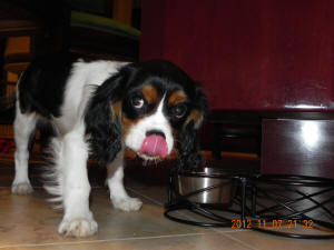 Winston doing his demonic cleam.  First the food, then the bowl...