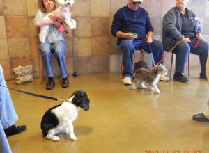 Winston meets his first schnauzers.  Not to mention a bichon frise.  In his first class he learns to "sit."  I'm told there's a reason for this.