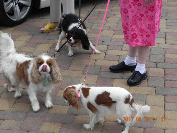 Winston's first official playdate with  Lola and Shira