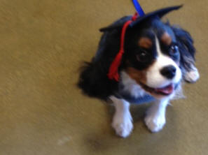 Winston Graduates Puppy School!  12 January 2013